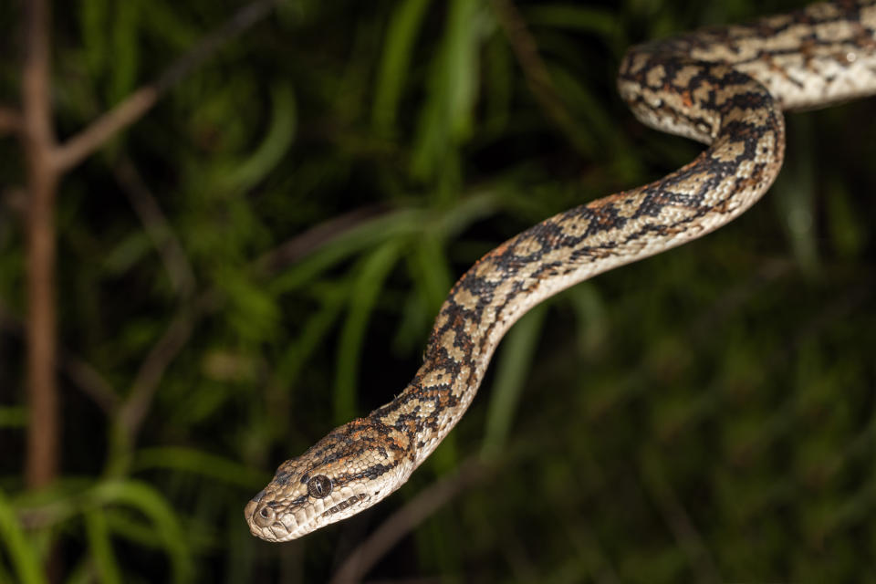 Australian Murray Darling Carpet Python