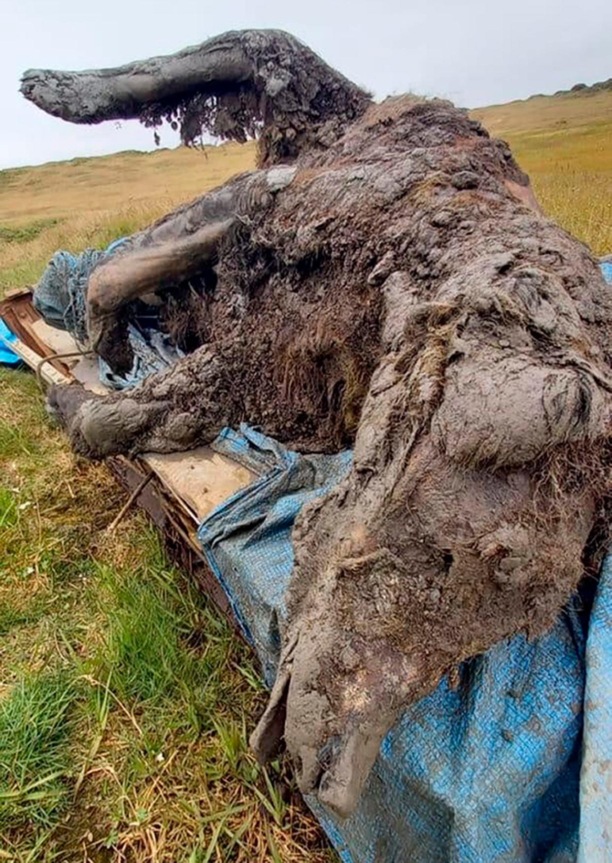 A large brown mummified bear carcass in a field.