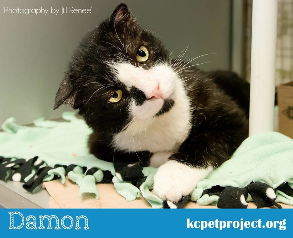 Damon came to Kansas City Pet Project with some serious injuries and a bit of a head tilt. Because of his injuries, he spent some time in a foster home.   His foster mother reports that he is a very sweet kitty who enjoys a head, chest or cheek rub and will reward you with a low purr. He enjoys being around people, but will occasionally take some alone time. He is convinced that it is his mission in life to ensure that no bowl of wet food is left uncleaned.   Damon is an FIV cat which means he should only go to a home with no other cats or other cats with FIV. With good care, FIV cats can live long heathy lives.   Damon has been through some tough times and dealt with them very well. He needs a forever home where his spirit that got him through those times will be appreciated.   Find out more from <a href="https://www.facebook.com/KCPetProject?fref=ts">the Kansas City Pet Project</a>, in Missouri.