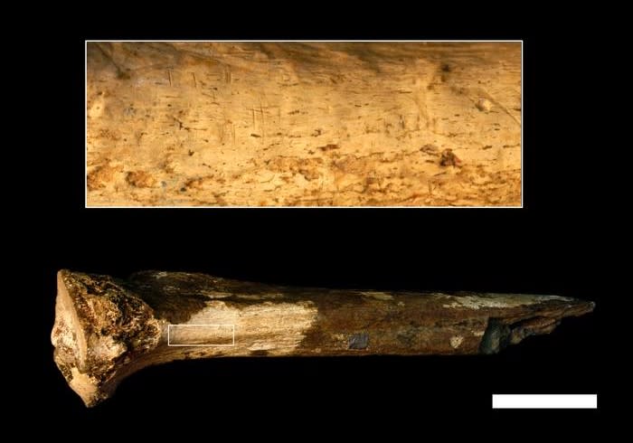 View of the hominin tibia - the magnified area that shows cut marks 
(Briana Pobiner)