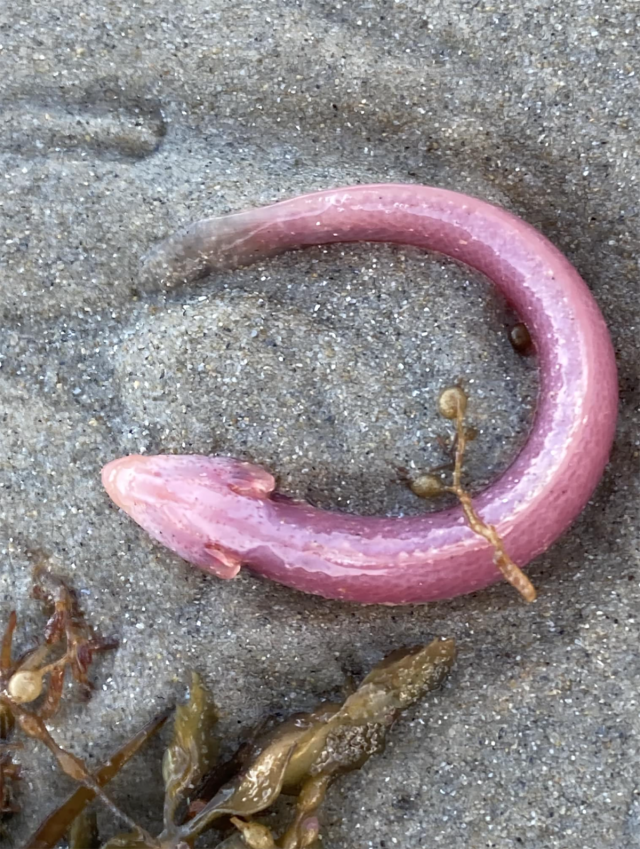 Woman's strange find on Aussie beach: 'Travelled through the wormhole