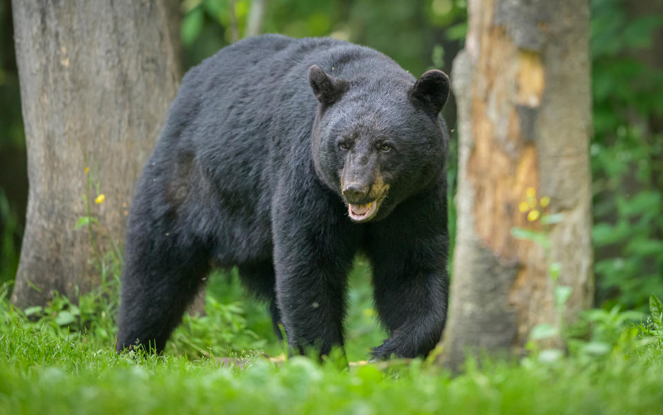 A Vermont woman was bitten by a black bear in a rare attack. (Getty Images)