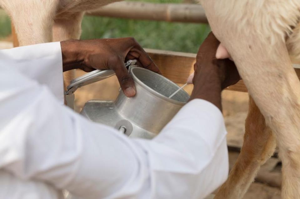 Milking  on the farm (Paddy Dowling)