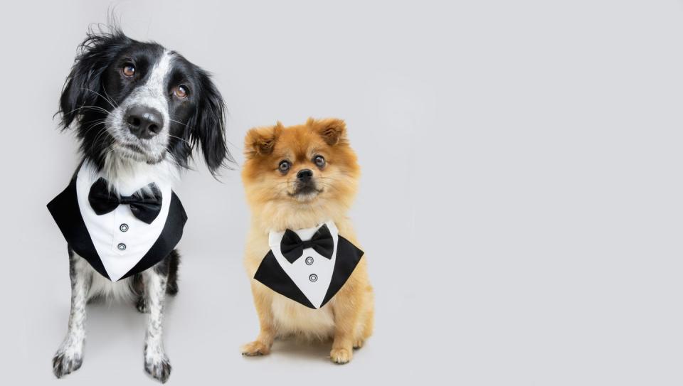 portrait elegant dogs wearing a tuxedo costume isolated on gray background