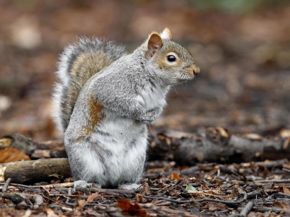 Scientists are calling on conservationists to take the "charisma" of invasive species such as the grey squirrel into consideration when managing the biological threat posed by them: Peter Byrne/PA