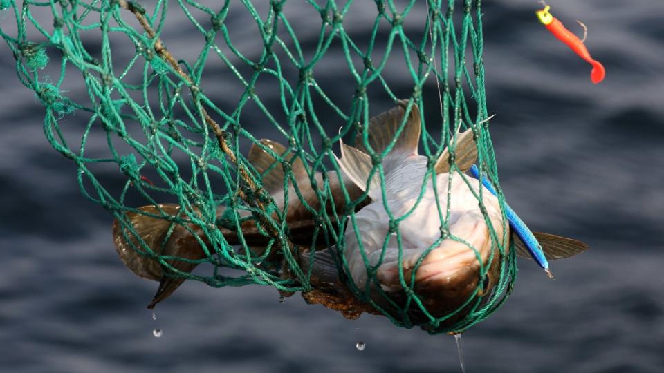 Ein Dorsch aus der Ostsee vor Warnemünde. Fischer sollen nach einem EU-Vorschlag nächstes Jahr nochmals weniger Dorsch und Hering aus der Ostsee holen dürfen, damit sich die Bestände erholen.