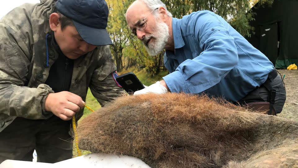 Researchers examine mammoth skin after it was removed from the permafrost. - Love Dalén/Stockholm University