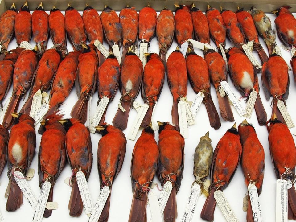 A drawer of cardinal specimens.