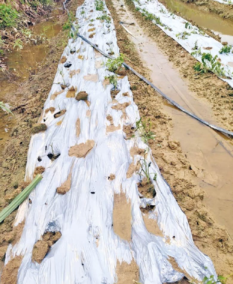 菜田慘遭颱風蹂躪。