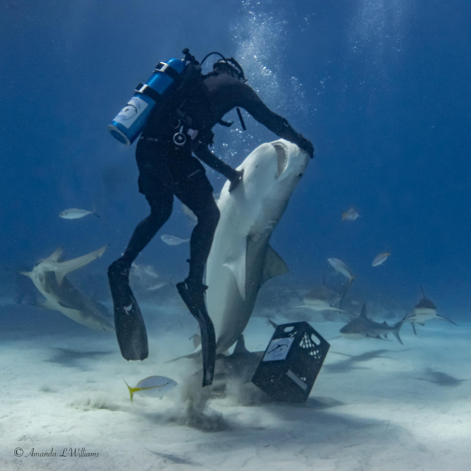 A scuba diver, surrounded by several sharks, holds and interacts with a large shark underwater