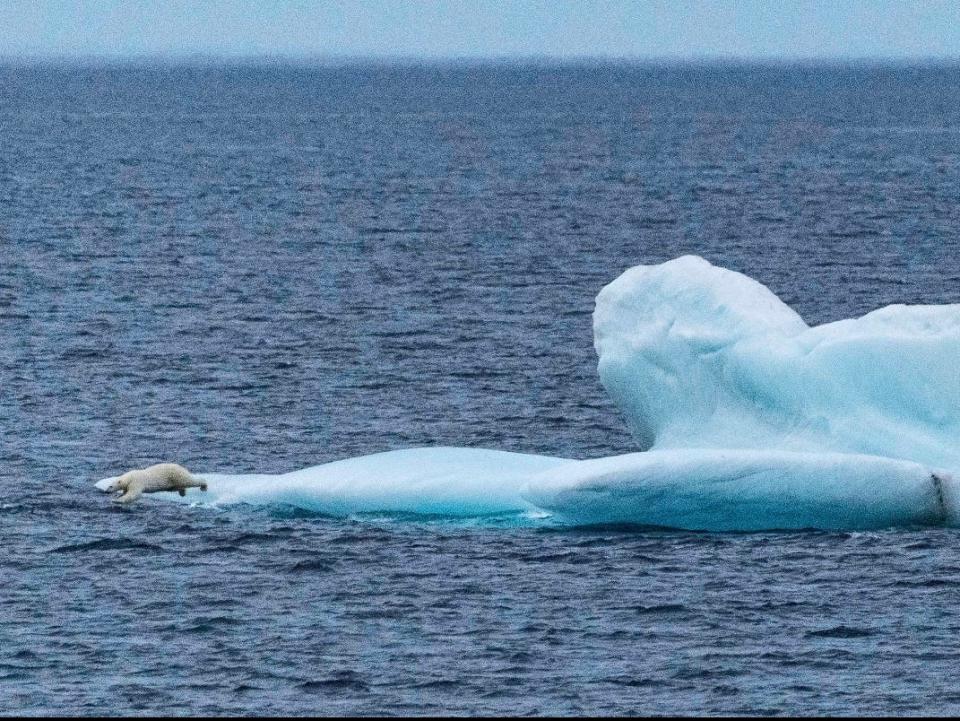 Polar bear on an iceberg