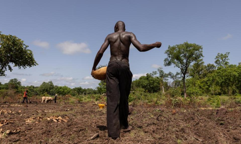 A farmer with his back to the camera sprinkles fonio seeds on to brown earth