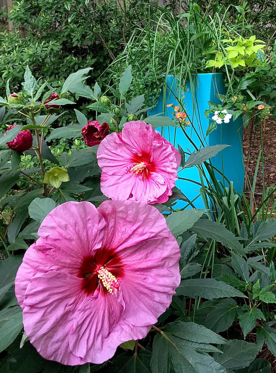 Summerific Berry Awesome is a Proven Winners top sellers. Here the large deep lavender-pink blooms contrast with the Aqua Blue container in the distance.