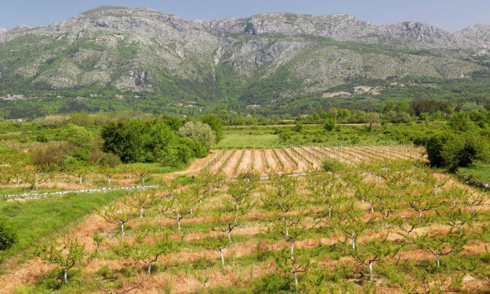 Vineyards in Konavle.