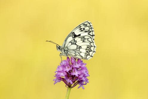 <span class="caption">Marbled white butterfly</span> <span class="attribution"><span class="source">Iain H Leach/Butterfly Conservation</span>, <a class="link " href="http://creativecommons.org/licenses/by-nd/4.0/" rel="nofollow noopener" target="_blank" data-ylk="slk:CC BY-ND;elm:context_link;itc:0;sec:content-canvas">CC BY-ND</a></span>