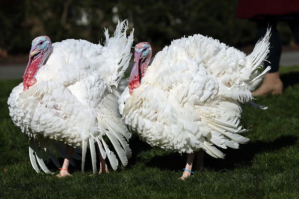 WASHINGTON, DC - NOVEMBER 21: The National Thanksgiving Turkey and the alternate, Chocolate and Chip, wait to be pardoned by President Joe Biden on the South Lawn of the White House, November 21, 2022 in Washington, DC. Chocolate and Chip were raised at Circle S. Ranch, outside of Charlotte, North Carolina, and will reside on the campus of North Carolina State following today's ceremony. (Photo by Win McNamee/Getty Images)