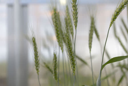 High-fiber wheat plants grow in a Calyxt greenhouse in New Brighton, Minnesota, U.S., November 2016. Courtesy Calyxt/Handout via REUTERS