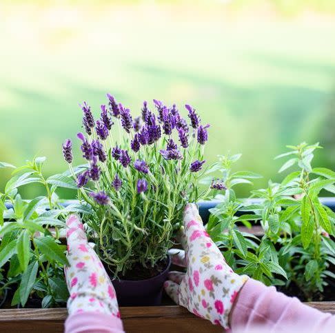 summer flowers lavender