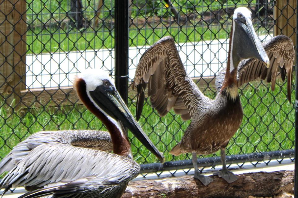 Arvy the pelican (right) stretches her wings on Tuesday, June 18, 2024, beside Nigel (left), a pelican she shares an enclosure with at Busch Wildlife Sanctuary in Jupiter Farms, Fla.