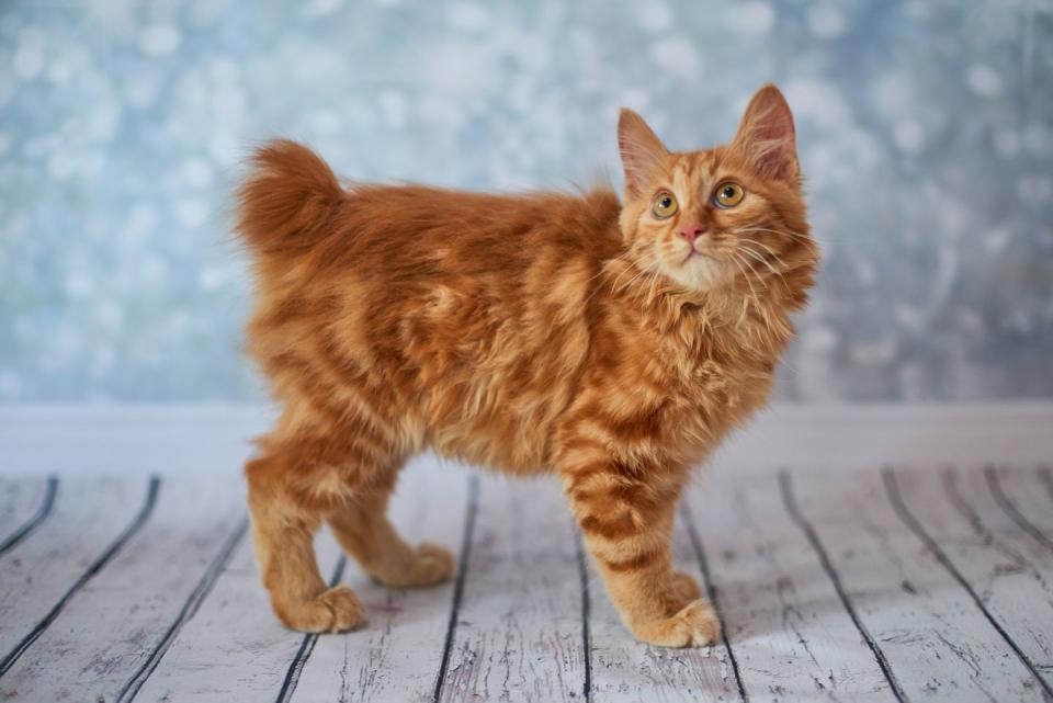 cutest cat breeds