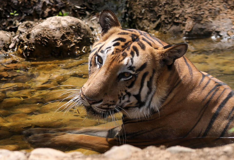 Tiger cools himself off in Mumbai