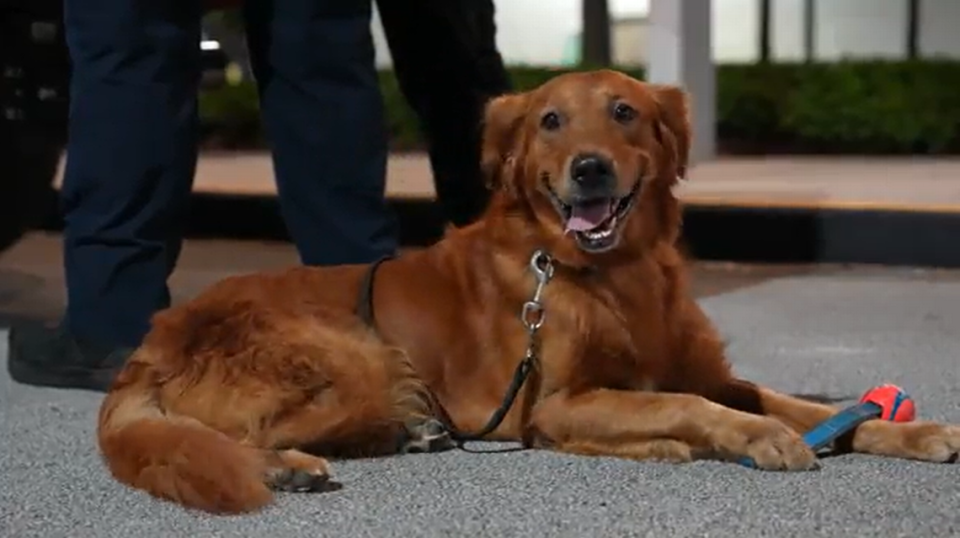Cable, a 3-year-old golden retriever, was deployed with its handler, Miami-Dade Fire Rescue canine search specialist John Long, on Wednesday, Aug. 16, 2023 to Maui, Hawaii in the aftermath of the wildfires that killed over 100 people.