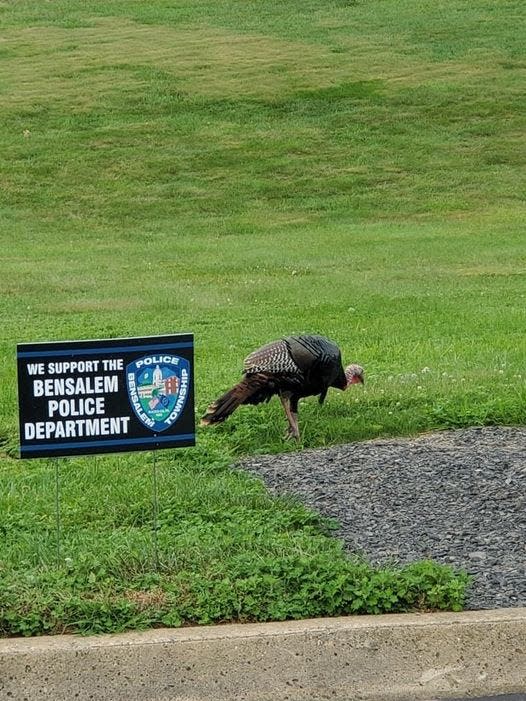 Ben the Bensalem wild turkey near Galloway Road in 2021. The phenom became Bensalem's favorite fowl but vanished last year. No one knows where he went.