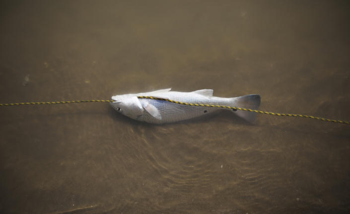 In this Aug. 2, 2019 photo, a fish on a line floats in shallow water in Playa Bagdad close to the mouth of the Rio Grande near the border city of Matamoros, Mexico. Tamaulipas state, where Playa Bagdad is located, has been for years one of Mexico's most violent states, where silence and fear rule and the government has been infiltrated by the drug gangs. (AP Photo/Emilio Espejel)