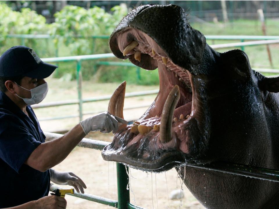 Pablo Escobar Colombia hippos Medellin