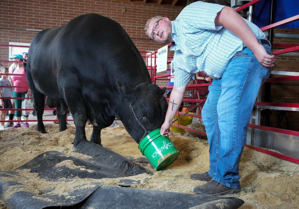 Logan Bauer, formerly of Audubon, waters Albert, the 2022 Iowa State Fair Super Bull at the Iowa State Fair.