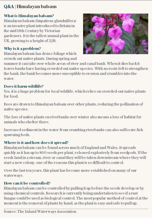 Himalayan balsam | Q&A