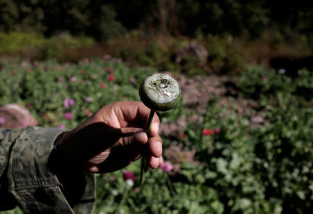 FILE PHOTO: A soldier shows a poppy bulb with resin during a military operation in Culiacan in the state of Sinaloa, December 8, 2011. REUTERS/Bernardo Montoya/File photo