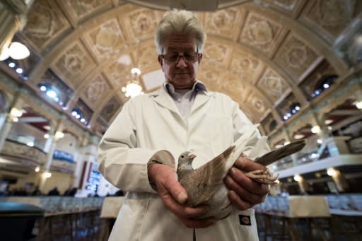 The stereotypical portrayal of a pigeon fancier -- working class and from the industrial cities of northern England -- no longer rings true