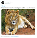 Il tigone è un incrocio tra una tigre maschio e una leonessa.