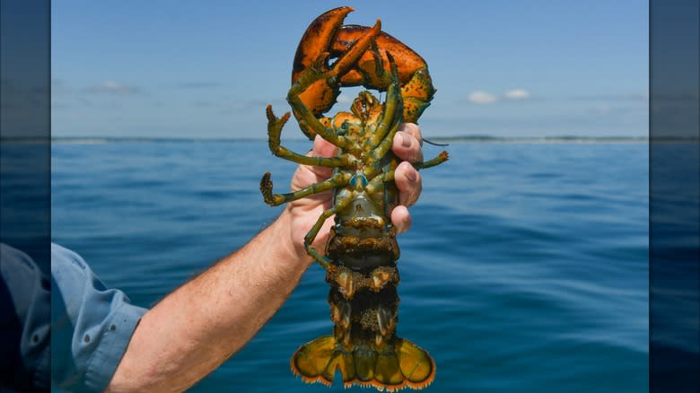 holding lobster up on ocean