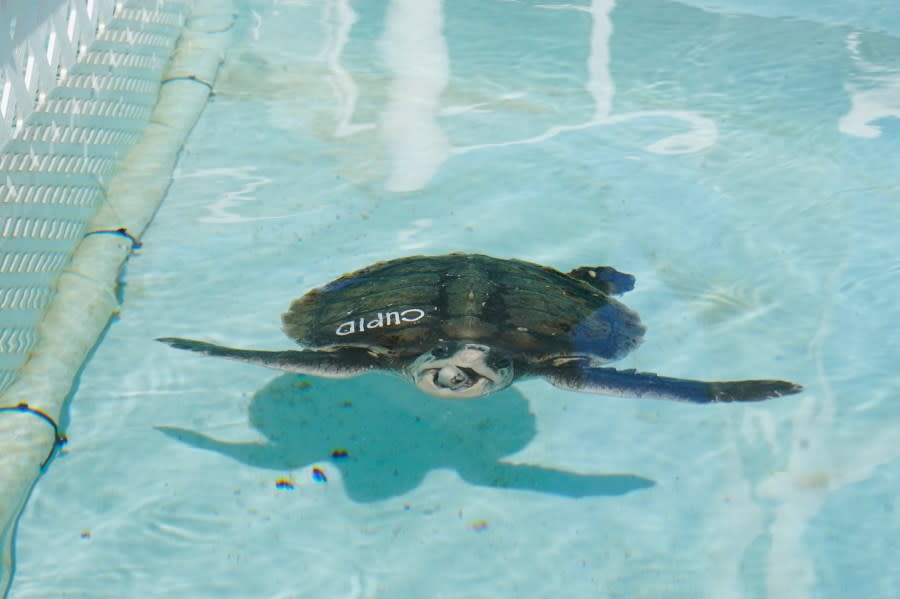 “Cupid,” a Kemp’s Ridley sea turtle, eats a piece of fish at the Loggerhead Marinelife Center, Tuesday, Dec. 12, 2023, in Juno Beach, Fla. Cupid was among 52 sea turtles flown to Tampa from the New England Aquarium in Mass. They were found suffering from a condition known as cold stun, which make them hypothermic. Thirteen are at the center until they are well enough to be released back into the ocean. (AP Photo/Marta Lavandier)