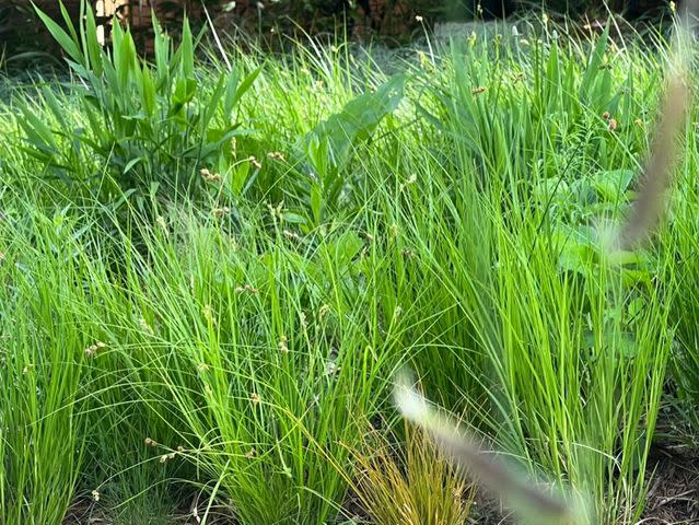 <p>Native Plants Nursery</p>