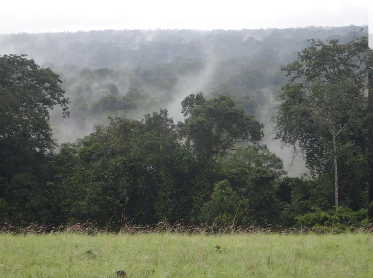 Flux de carbone entre la forêt et l’atmosphère au Gabon Nicolas Barbier , Fourni par l'auteur