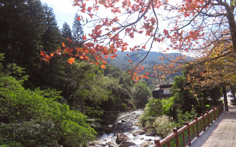 至善路的楓葉開始轉紅，在山溪的照映下更浪漫有如詩篇。（圖／台北市公園處提供）
