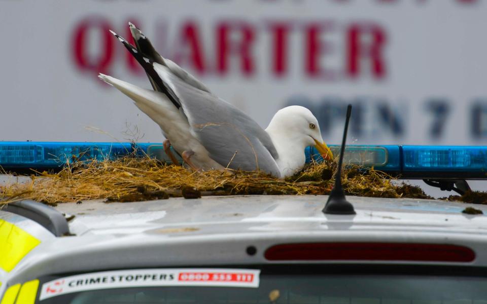 The seagulls' nest in Dorset - Graham Hunt/BNPS 