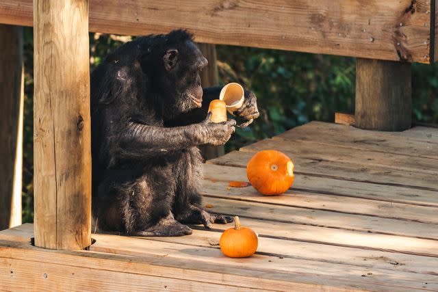 <p> Kierstin Luckett at Chimp Haven</p> A Chimp Haven rescue chimp enjoying their pumpkin spice latte