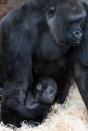 BRISTOL, ENGLAND - MAY 04: Bristol Zoo's baby gorilla Kukena holds onto his mother's arm as he ventures out of his enclosure at Bristol Zoo's Gorilla Island on May 4, 2012 in Bristol, England. The seven-month-old western lowland gorilla is starting to find his feet as he learns to walk having been born at the zoo in September. Kukena joins a family of gorillas at the zoo that are part of an international conservation breeding programme for the western lowland gorilla, which is a critically endangered species. (Photo by Matt Cardy/Getty Images)