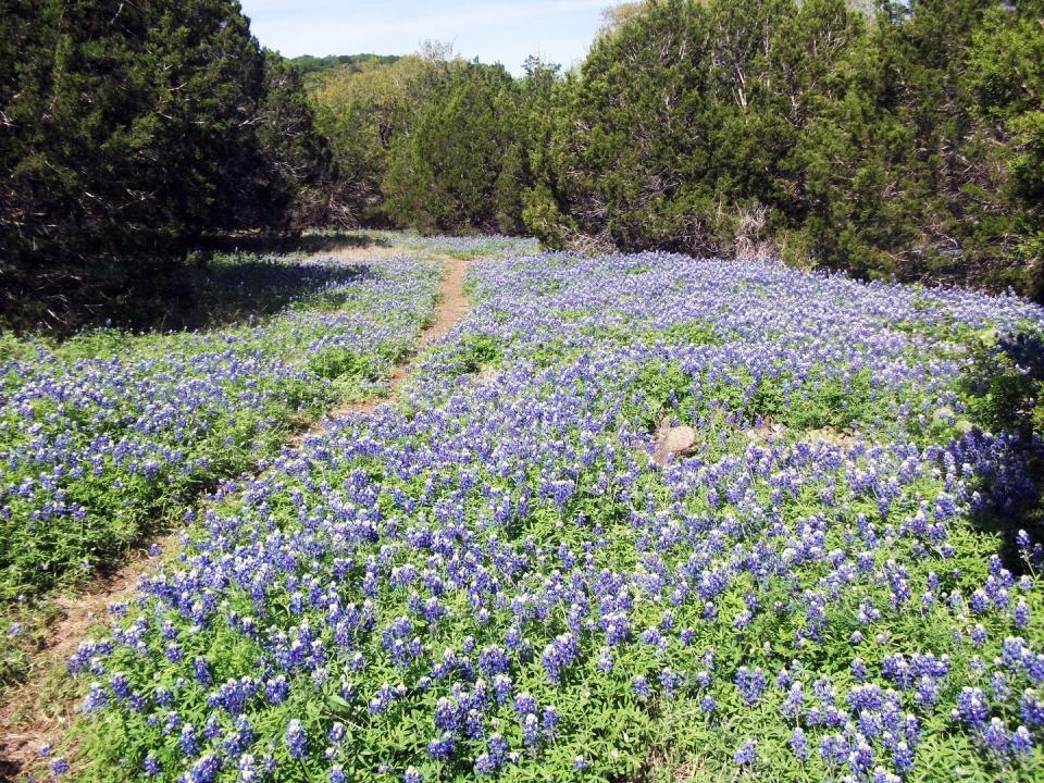 <p>A trekking treasure trove near SoCo and South First (some of Austin’s coolest neighborhoods), <a href="https://go.redirectingat.com?id=74968X1596630&url=https%3A%2F%2Fwww.alltrails.com%2Fparks%2Fus%2Ftexas%2Fst-edwards-park&sref=https%3A%2F%2Fwww.cosmopolitan.com%2Flifestyle%2Fg40692459%2Fbest-hikes-in-austin%2F" rel="nofollow noopener" target="_blank" data-ylk="slk:St. Edward’s;elm:context_link;itc:0;sec:content-canvas" class="link ">St. Edward’s</a> is packed with trails, waterfalls, and ponds, all tucked into 80 leafy acres. Grab some breakfast tacos for fuel, then tackle the loop, which winds through trees and flower-filled woodland. And just fyi, you probably won’t see tons of others on your trek, as the area isn’t super well-known, even by locals. </p><p><strong>Miles: </strong>2.7</p><p><strong>Level: </strong>Easy to moderate</p><p><strong>More deets: </strong>The park includes both sides of Bull Creek along Spicewood Springs Road, west of Capital of Texas Highway. Free to enter.</p>