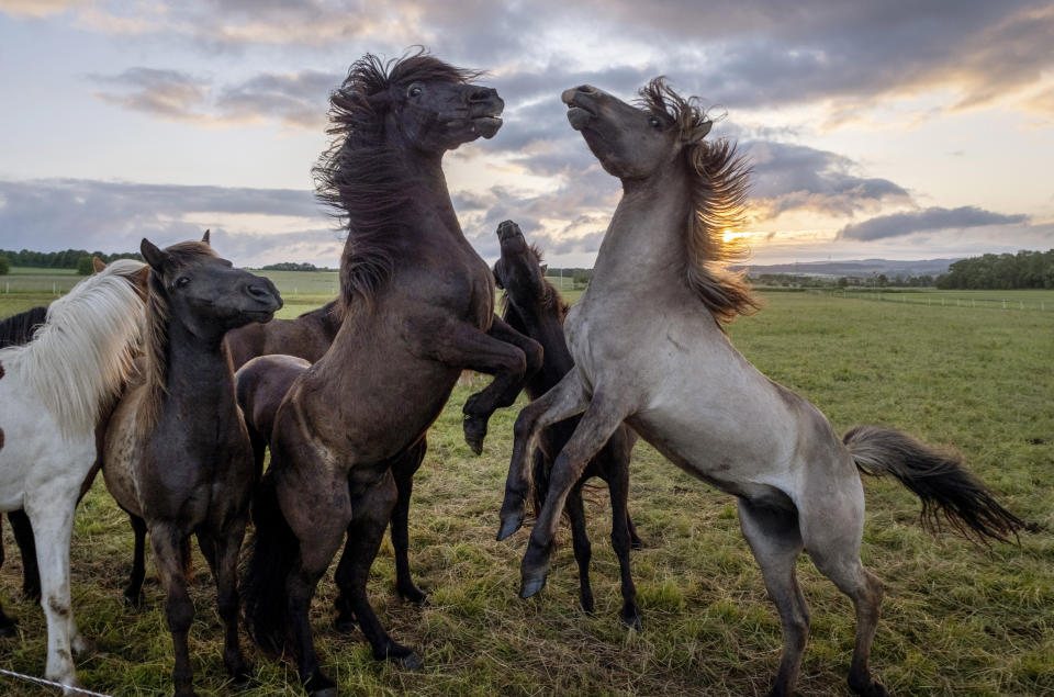 Icelandic horses play on a meadow in Wehrheim near Frankfurt, Germany, as the sun rises on Tuesday, May 28, 2024. (AP Photo/Michael Probst)