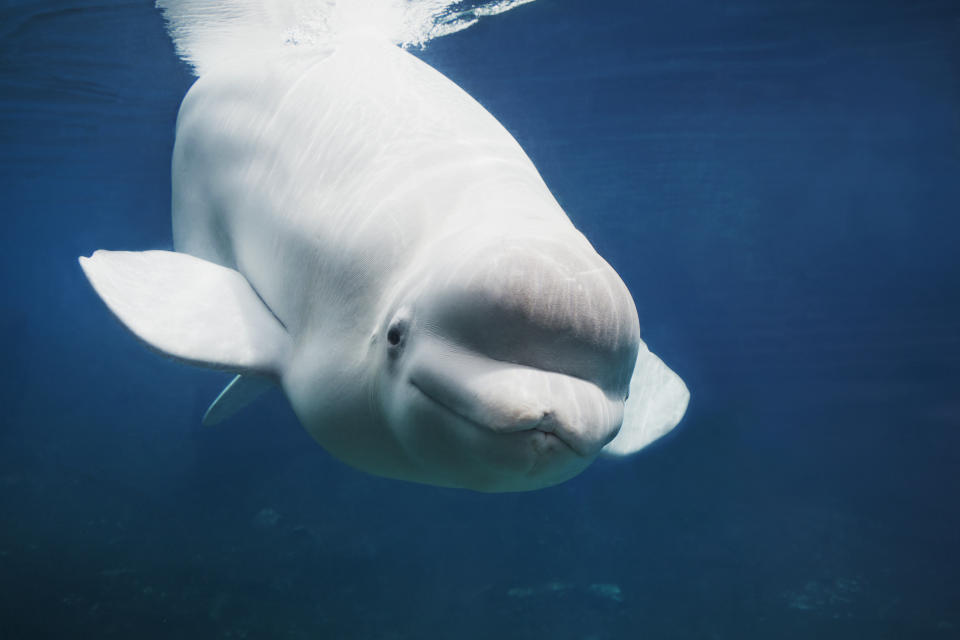 Beluga Whales usually live in the Arctic.