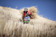 Luzmila, de 12 años de edad, carga hasta su casa la cebada que cosecha ella misma, en una pequeña granja que tiene su familia en una colina detrás de su casa, en una villa rural de la coordillera de los Andes llamada Sotopampa, en Perú. Una vez al año, cosechan la cebada que consumirán en el año siguiente. en estas comunidades indígenas, los niños trabajan para ayudar a sus familias, haciendo al gobierno más difícil mantener un balance entre las leyes contra el trabajo infantil y las antiguas tradiciones de estas poblaciones, que incluyen algunas tareas realmente duras para los chicos. (Foto y texto por Alejandro Kirchuk/Concurso Fotográfico de National Geographic) <br> <br> <a href="http://ngm.nationalgeographic.com/ngm/photo-contest/2012/entries/recent-entries/" rel="nofollow noopener" target="_blank" data-ylk="slk:Haz click aquí para ver más fotos enviadas al concurso de National Geographic;elm:context_link;itc:0;sec:content-canvas" class="link ">Haz click aquí para ver más fotos enviadas al concurso de National Geographic</a>