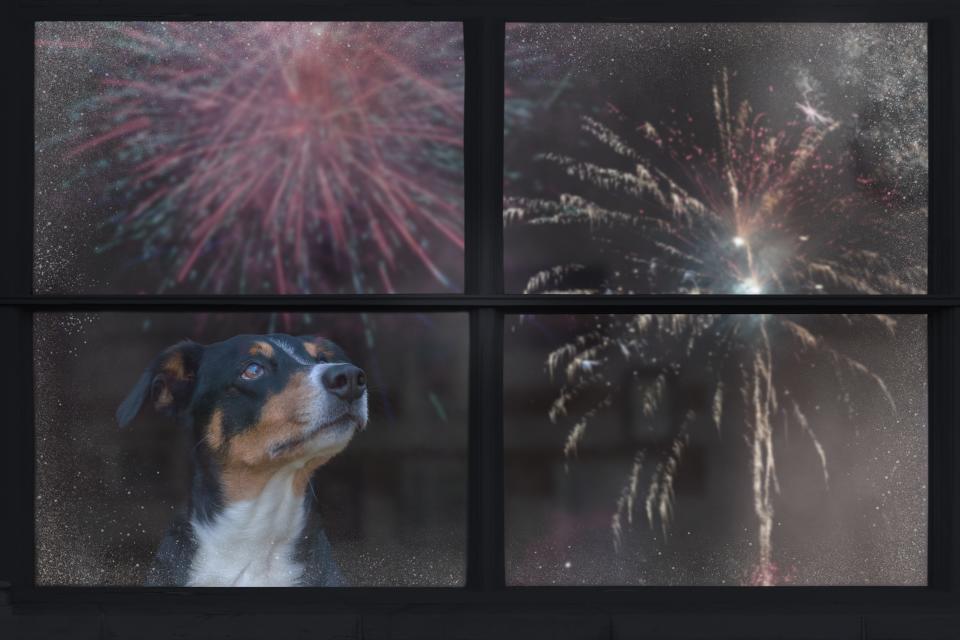 The Fourth of July is anything but a holiday for dogs. Here are some tips to help your canine cope with that fireworks-filled time of year.