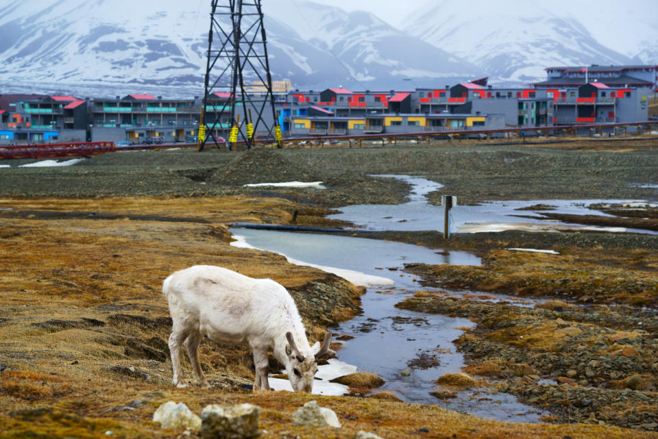 Svalbard Reindeer