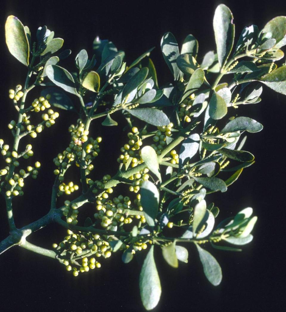 Mistletoe, a parasitic plant in deciduous trees, is found in forests or natural areas throughout the state. It is commonly used as a traditional decoration during the Christmas holiday season.