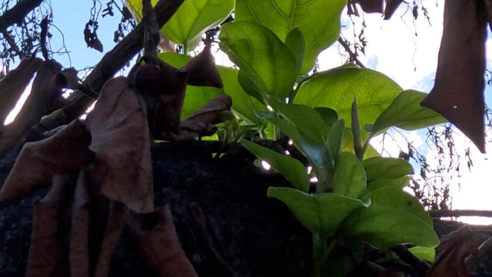 Lahaina's iconic banyan tree shows signs of recovery after new leaves sprouted from its branches.